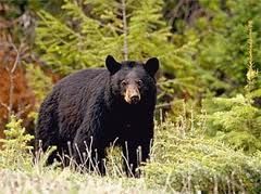 Colorado-Black-Bear1