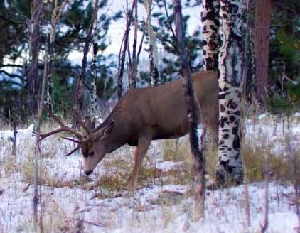 Colorado-Mule-Deer3