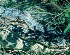 Florida Alligator Hunts