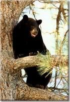 Idaho-Black-Bear3