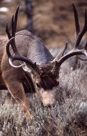 Idaho-Mule-Deer2