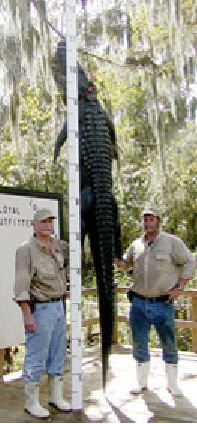 Louisiana-Alligator-1