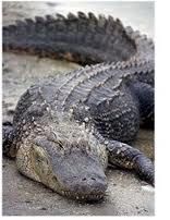 Louisiana-Alligator1
