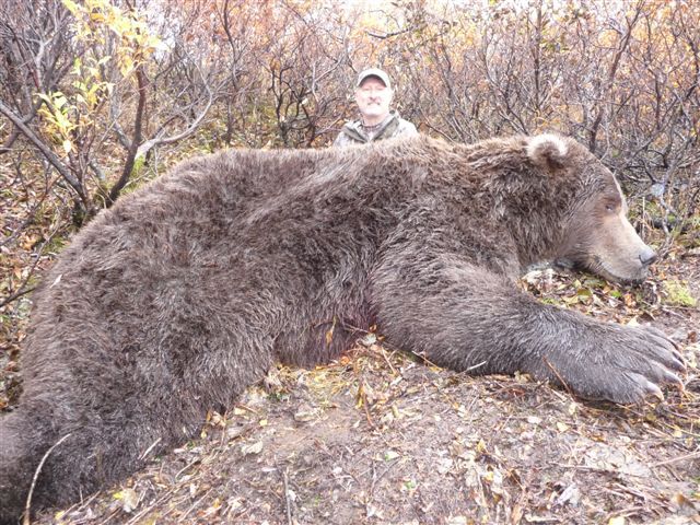 Massive-Trophy-Bear