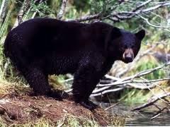 Montana-Black-Bear