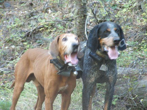 New-Mexico-bear-hunting-with-hounds1-1