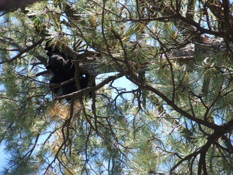 Treed-bear-in-New-Mexico1