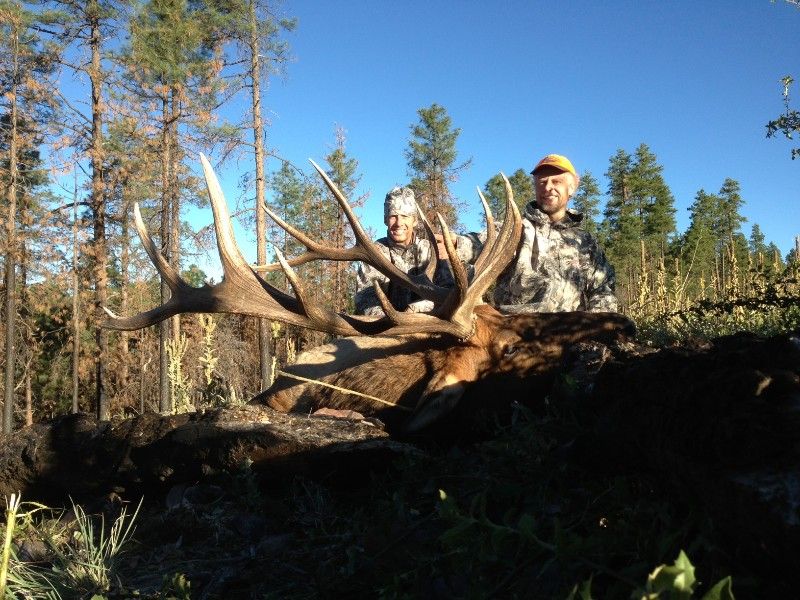 Colorado Unit 50 Cow Elk Tag Info HuntersDomain