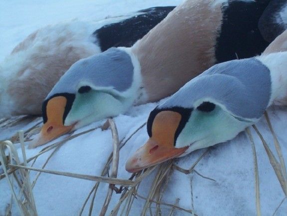 Alaska-Goose-Hunts