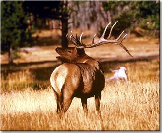 Idaho-Elk2