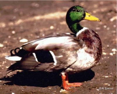 Kansas-Mallard-Duck