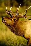 Kentucky-Elk-Hunts