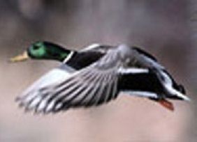 Louisiana-Mallard-Duck