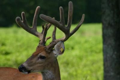 Louisiana-Red-Stag-Hunts