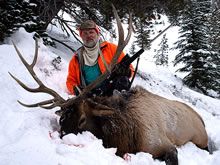 Montana-Elk5
