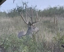 Colorado unit 30 trophy deer