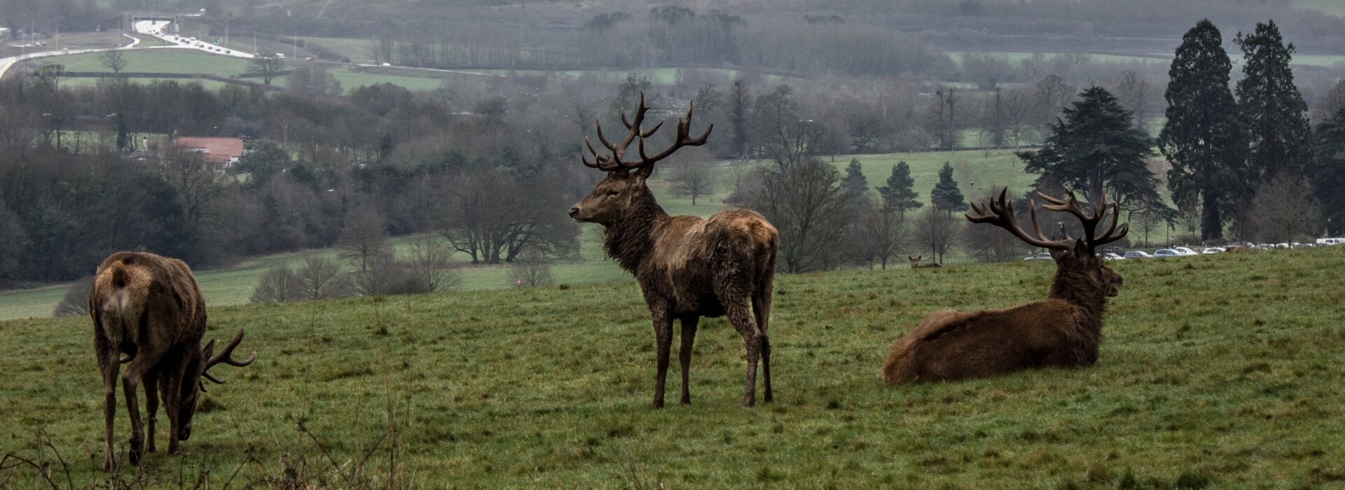 How to Get Landowner Tags on Your Ranch in Colorado » Hunters Domain Landowner Tags Big Game