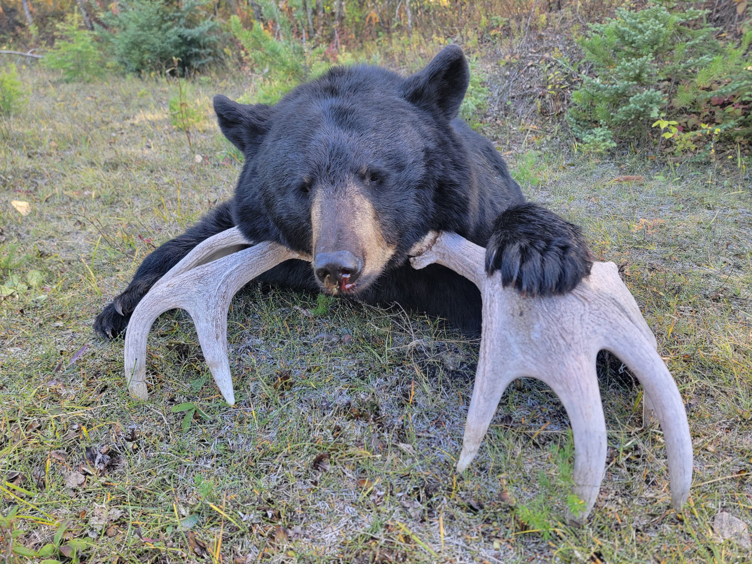 bear hunt 4